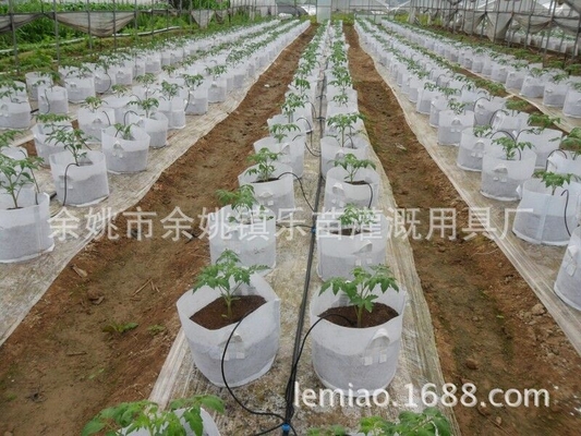 Appareils d'irrigation à goutte-à-goutte en plastique pour les plantes domestiques portables personnalisables