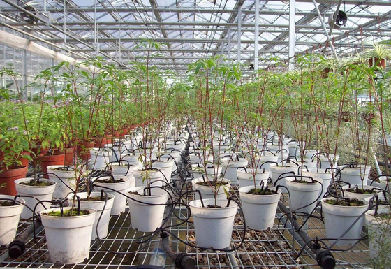 Appareils d'irrigation à goutte-à-goutte en plastique pour les plantes domestiques portables personnalisables