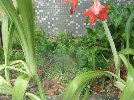 Sprinkler réglable pour la micro-irrigation des cultures en pot Durable et durable