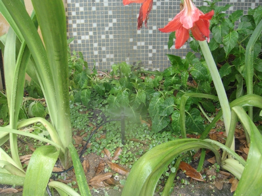 Système de jardinage agricole pour l'irrigation