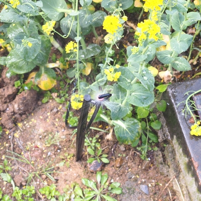 G Type 360 Agriculture et foresterie Sprinkler de jardin pour l'irrigation Rapide raccordement